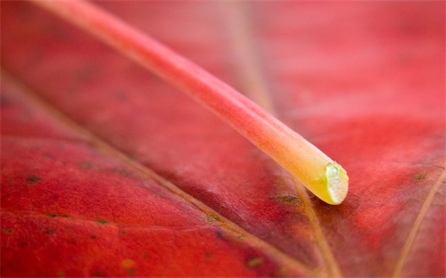 打印机怎么重置数据设置，打印机RESET 重置怎么弄