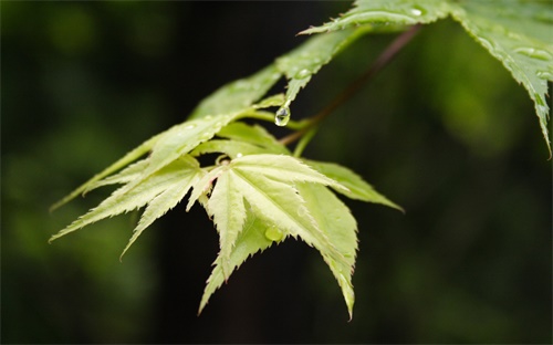 启锐打印机标签怎么打图片，怎样用普通打印机打印贴画和尺寸小的照片